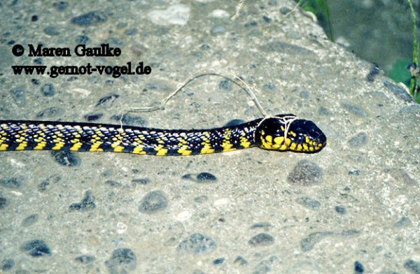 Boiga dendrophila levitoni