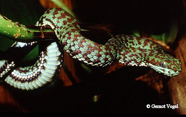 Trimeresurus venustus Jungtier