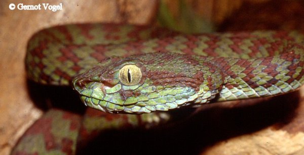 Trimeresurus venustus male