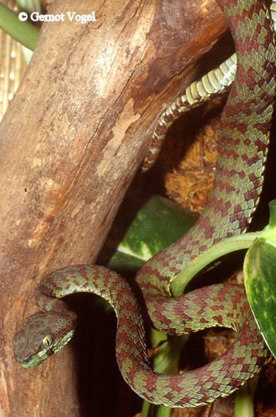 Trimeresurus venustus male 2