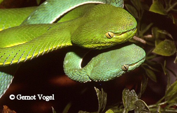 Trimeresurus Vogeli pair