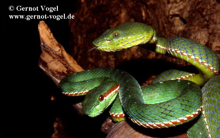 <i>Trimeresurus fucatus</i> compared to <i>T. popeiorum</i>