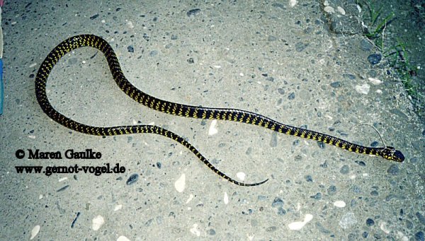 Boiga dendrophila levitoni 2