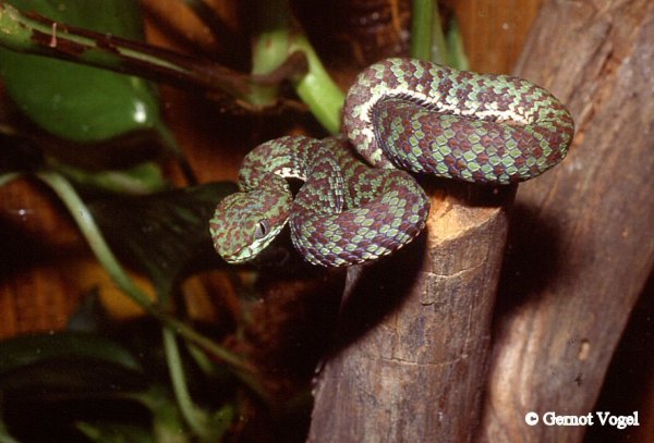 Trimeresurus venustus Jungtier 2