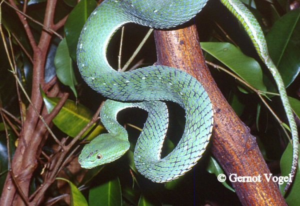 Trimeresurus Vogeli male